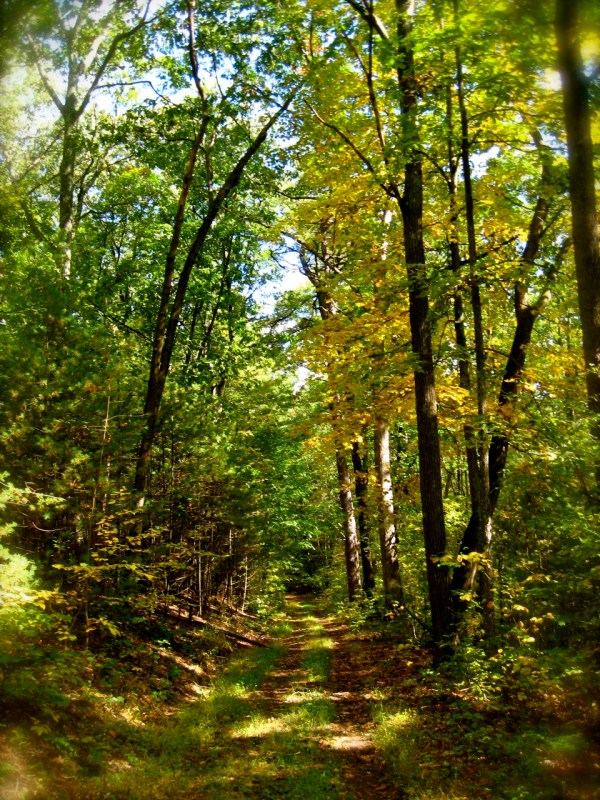 IMG_5387 Greenwood Furnace State Park, Pennsylvania