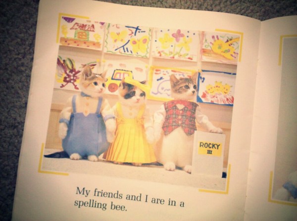 perlorian cats Rocky III